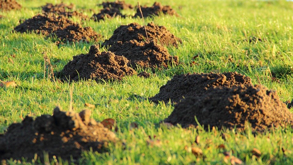 5 najúčinnejších spôsobov, ako sa zbaviť krtka v záhrade